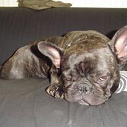 Fransk bulldog Maggie