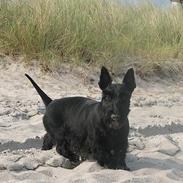 Skotsk terrier Harley D