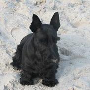 Skotsk terrier Harley D