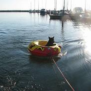 Skotsk terrier Harley D