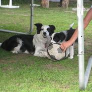 Border collie issi