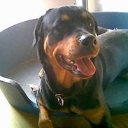 Rottweiler Magi