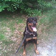 Rottweiler Magi