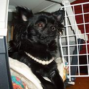 Chihuahua dina