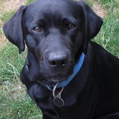 Labrador retriever Mr. Bean 