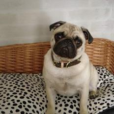 Mops Freja  2005  R.I.P. 