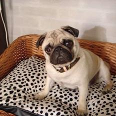 Mops Freja  2005  R.I.P. 