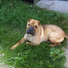 Shar pei nica