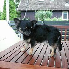 Chihuahua Niko Shamu Star
