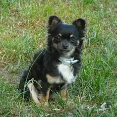 Chihuahua Niko Shamu Star