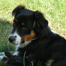 Australian shepherd *Luca*