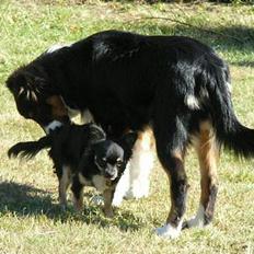 Australian shepherd *Luca*