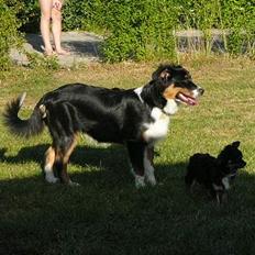 Australian shepherd *Luca*