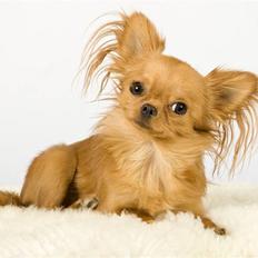 Chihuahua Jason - Hvil i fred <3