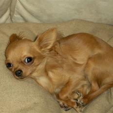 Chihuahua Jason - Hvil i fred <3