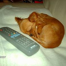 Chihuahua Jason - Hvil i fred <3