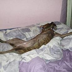 Amerikansk staffordshire terrier Diana