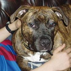 Amerikansk staffordshire terrier Diana