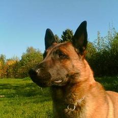 Malinois Gallus