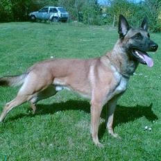 Malinois Gallus