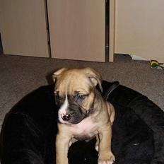 Blanding af racer Magnum