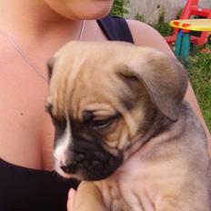 Blanding af racer Magnum