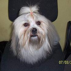 Lhasa apso Fabricius´s Hugo