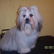 Lhasa apso Fabricius´s Hugo