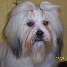 Lhasa apso Fabricius´s Hugo