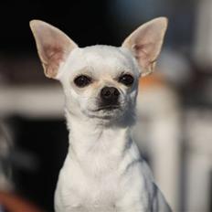 Chihuahua Anton
