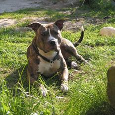 Amerikansk staffordshire terrier  'Lotus'