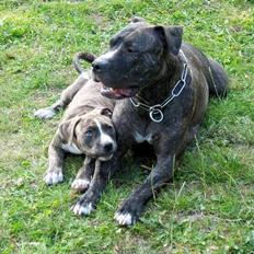 Amerikansk staffordshire terrier  'Lotus'