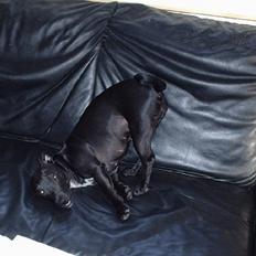 Blanding af racer Silke *Bor hos min venind