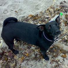 Blanding af racer Silke *Bor hos min venind