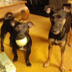 Blanding af racer Silke *Bor hos min venind