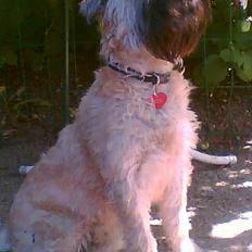 Irish softcoated wheaten terrier Bess [R.I.P.]