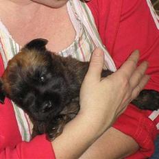 Irish softcoated wheaten terrier Bess [R.I.P.]