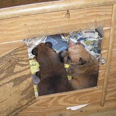 Irish softcoated wheaten terrier Bess [R.I.P.]
