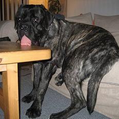 Mastiff engelsk mastiff Hogan