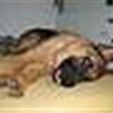 Schæferhund Maegaard's Falco R.I.P