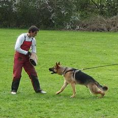 Schæferhund Maegaard's Falco R.I.P