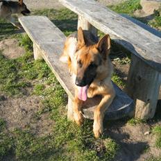 Schæferhund Maegaard's Falco R.I.P