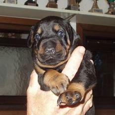 Dobermann Eden´s Andor *Ando*