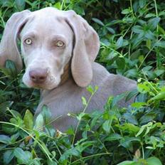 Weimaraner Sønderskoven's Diva Chili