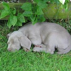 Weimaraner Sønderskoven's Diva Chili