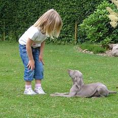 Weimaraner Sønderskoven's Diva Chili