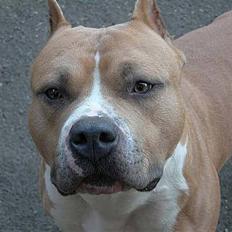 Amerikansk staffordshire terrier maximus