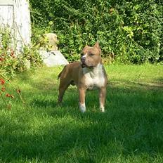 Amerikansk staffordshire terrier maximus
