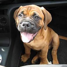 Bullmastiff Harley