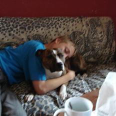 Amerikansk staffordshire terrier trine